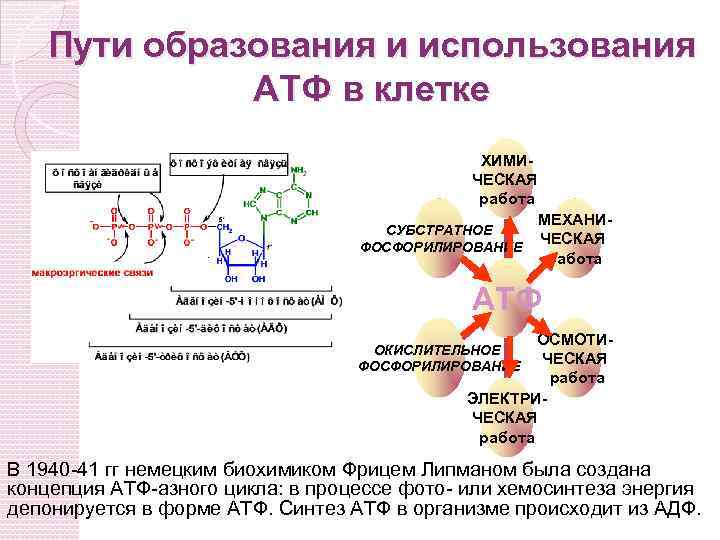 Образование энергии использование