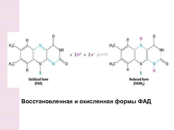 Восстановленная и окисленная формы ФАД 