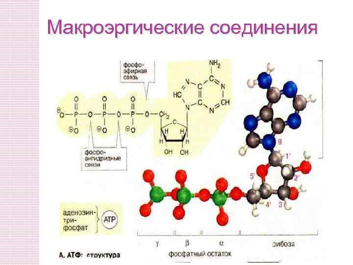 Макроэргические соединения 