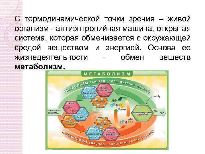 Пути образования энергии в клетке презентация