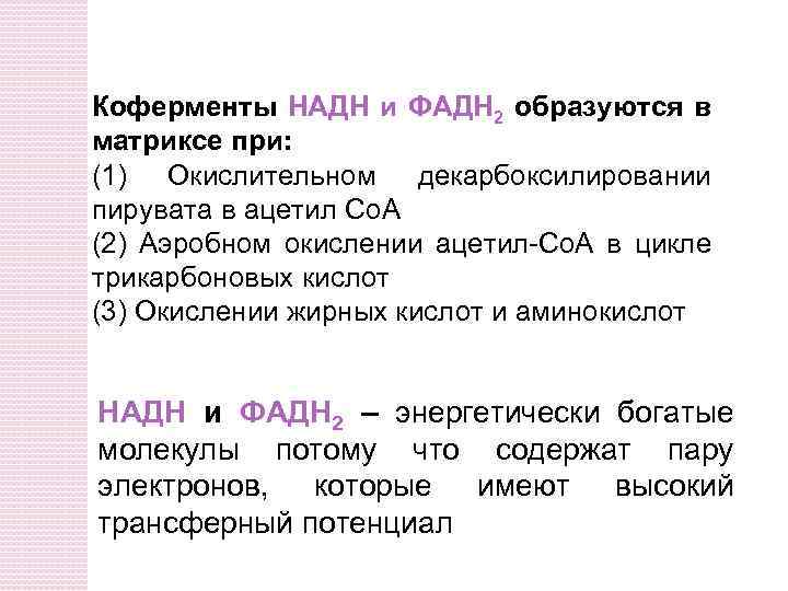 Коферменты НАДН и ФАДH 2 образуются в матриксе при: (1) Окислительном декарбоксилировании пирувата в