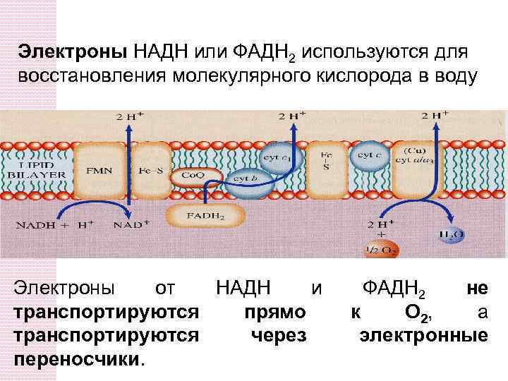 Электроны НАДН или ФАДH 2 используются для восстановления молекулярного кислорода в воду Электроны от