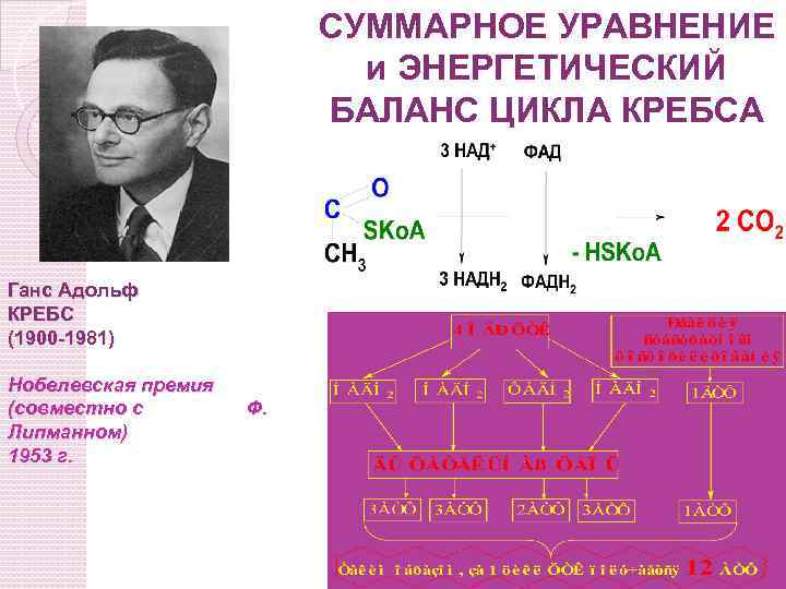 СУММАРНОЕ УРАВНЕНИЕ и ЭНЕРГЕТИЧЕСКИЙ БАЛАНС ЦИКЛА КРЕБСА Ганс Адольф КРЕБС (1900 -1981) Нобелевская премия