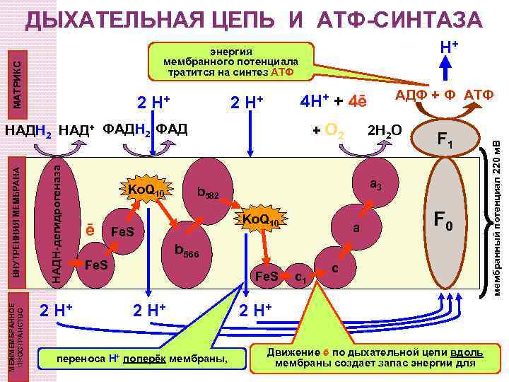 Энергия в виде атф. Образование АТФ В дыхательной цепи. Комплексы дыхательной цепи биохимия. Механизм образования АТФ дыхательной цепи. Дыхательная цепь биохимия АТФ.