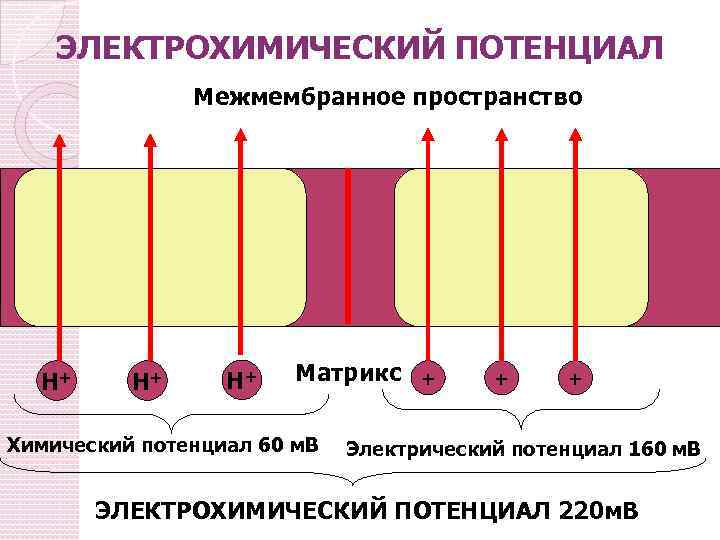 ЭЛЕКТРОХИМИЧЕСКИЙ ПОТЕНЦИАЛ Межмембранное пространство Н+ Н+ Н+ Матрикс Химический потенциал 60 м. В +