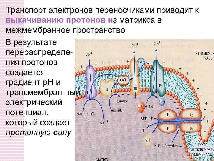 Транспорт электронов переносчиками приводит к выкачиванию протонов из матрикса в межмембранное пространство В результате