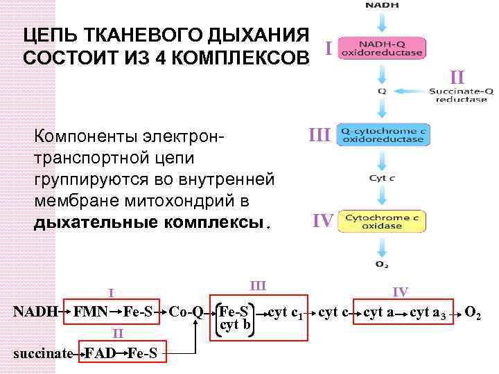 Общая схема тканевого дыхания