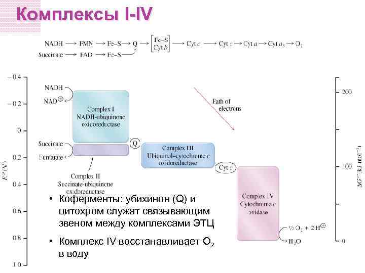 Комплексы I-IV • Коферменты: убихинон (Q) и цитохром служат связывающим звеном между комплексами ЭТЦ