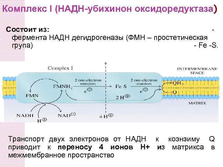 Первый комплекс