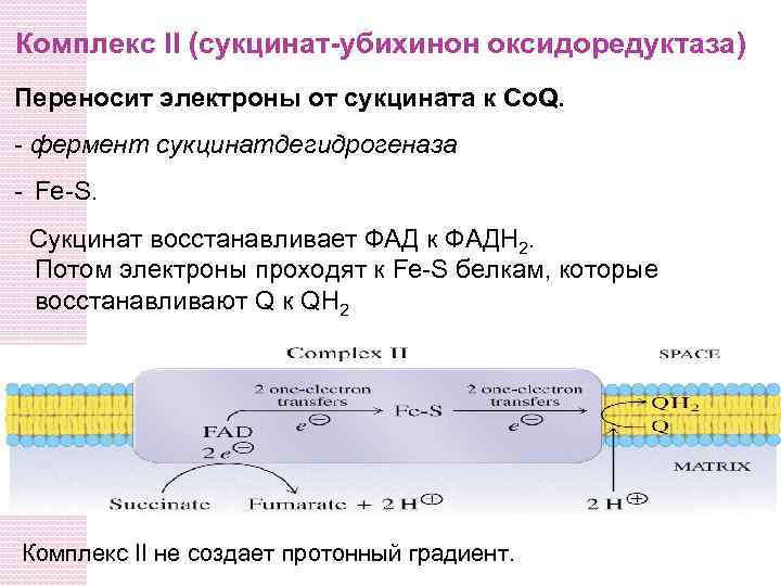 Комплекс II (сукцинат-убихинон оксидоредуктаза) Переносит электроны от сукцината к Co. Q. - фермент сукцинатдегидрогеназа