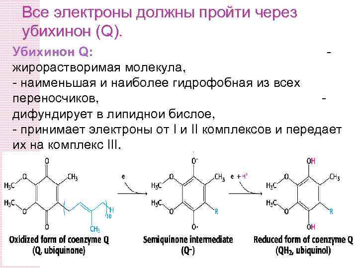 Все электроны должны пройти через убихинон (Q). Убихинон Q: жирорастворимая молекула, - наименьшая и