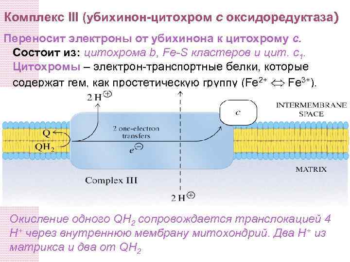 Пути образования энергии в клетке презентация