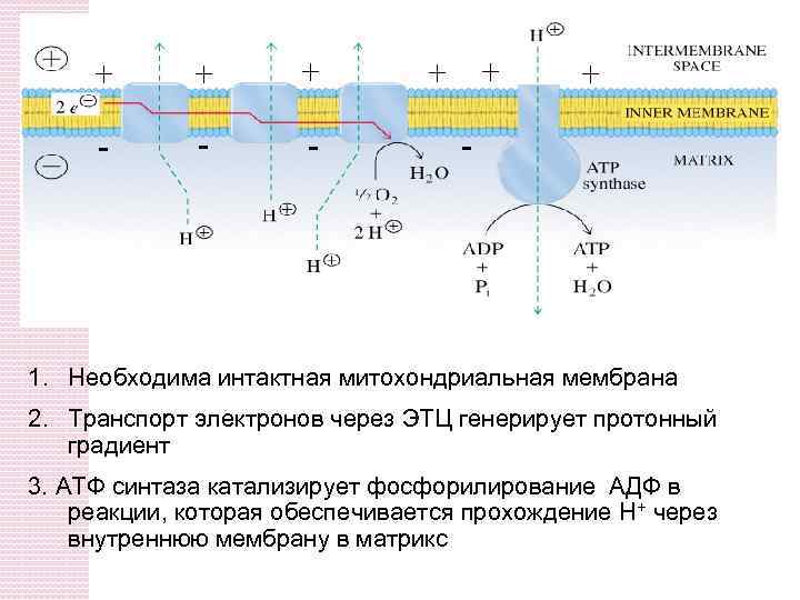 + + + - - - + + + - 1. Необходима интактная митохондриальная