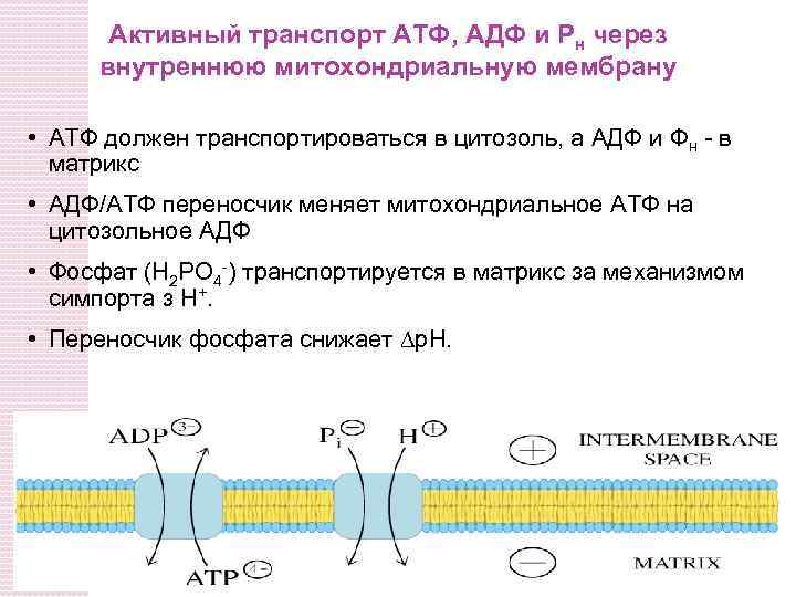 Необходима для синтеза атф. АТФ транспортируется через мембрану. Транспорт АТФ И АДФ В митохондриях. Мембранный транспорт АДФ АТФ. Транспорт АТФ И АДФ через мембраны митохондрий.
