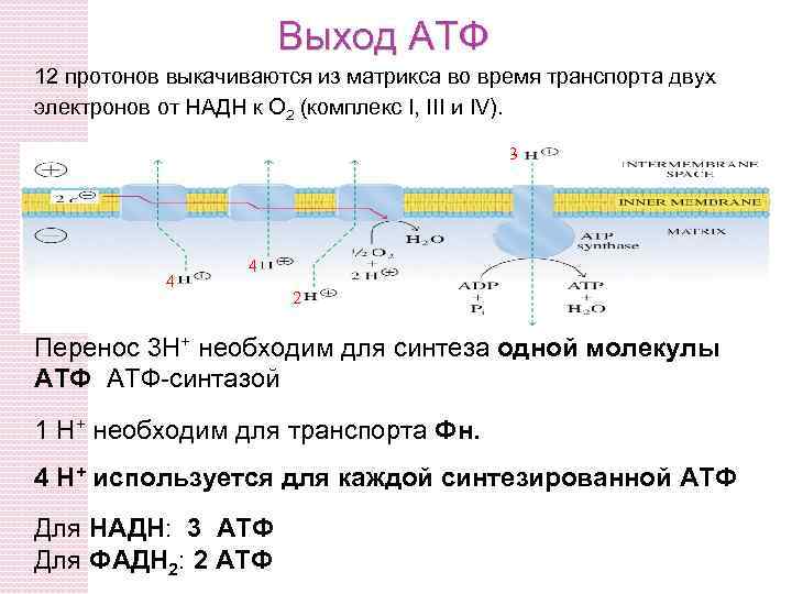 Происходит синтез атф за счет энергии. Выход АТФ. Где вырабатывается АТФ. Количество АТФ. НАДН В АТФ.