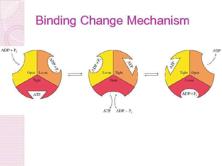 Binding Change Mechanism 