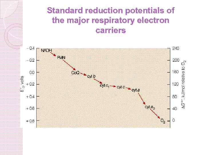 Standard reduction potentials of the major respiratory electron carriers 