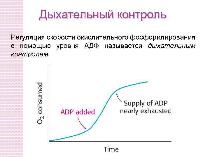 Дыхательный контроль Регуляция скорости окислительного фосфорилирования с помощью уровня АДФ называется дыхательным контролем 