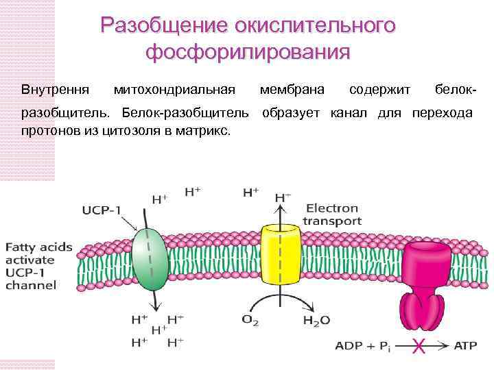 Разобщение окислительного фосфорилирования Внутрення митохондриальная мембрана содержит белок- разобщитель. Белок-разобщитель образует канал для перехода