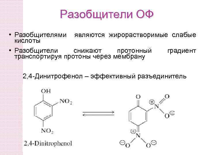 Разобщители ОФ • Разобщителями являются жирорастворимые слабые кислоты • Разобщители снижают протонный градиент транспортируя