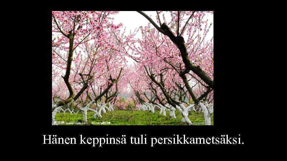 Hänen keppinsä tuli persikkametsäksi. 