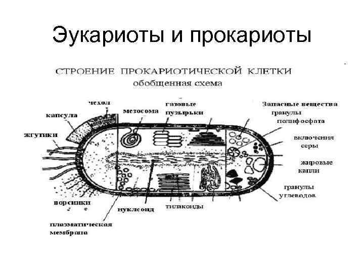 Эукариоты строение. Строение прокариотической и эукариотической клеток. Прокариоты схема строения. Строение прокариот и эукариот. Строение прокариотической клетки и эукариотической клетки.