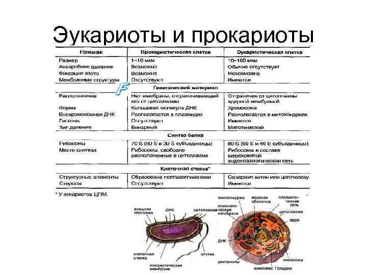 Прокариоты и эукариоты схема