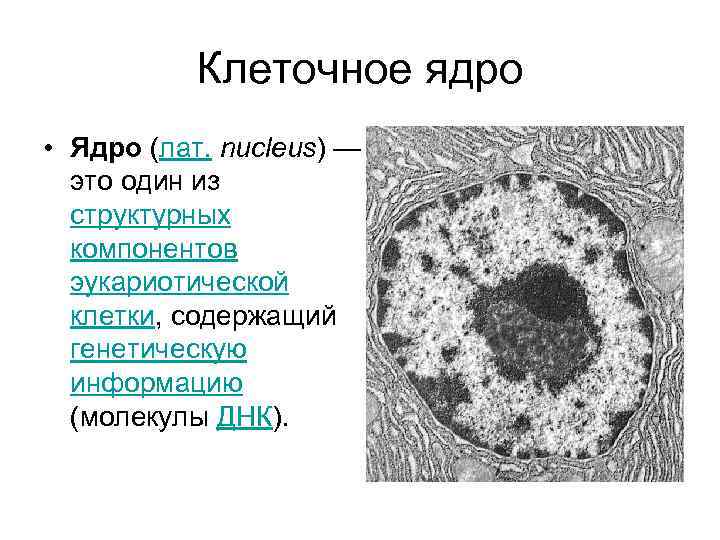 Ядро клетки компоненты