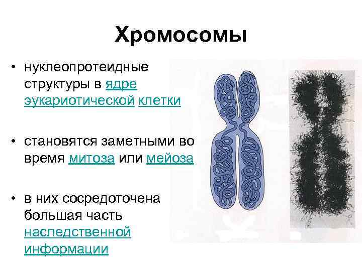 Нарисуйте хромосомы в метафазе митоза для организма с 2n 4 гетерозиготного по транслокации