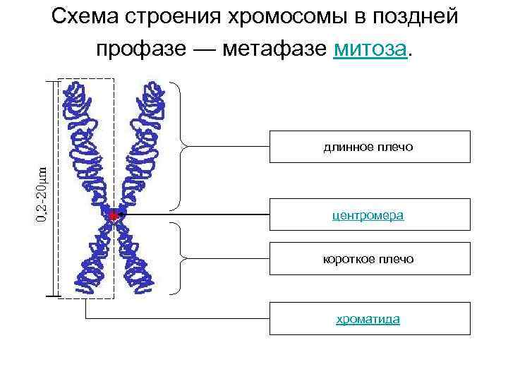 Общий план строения хромосомы