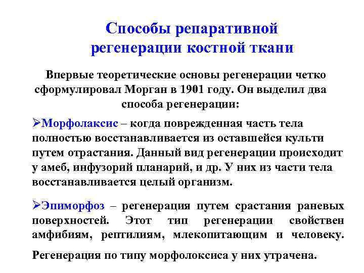 Способы репаративной регенерации костной ткани Впервые теоретические основы регенерации четко сформулировал Морган в 1901