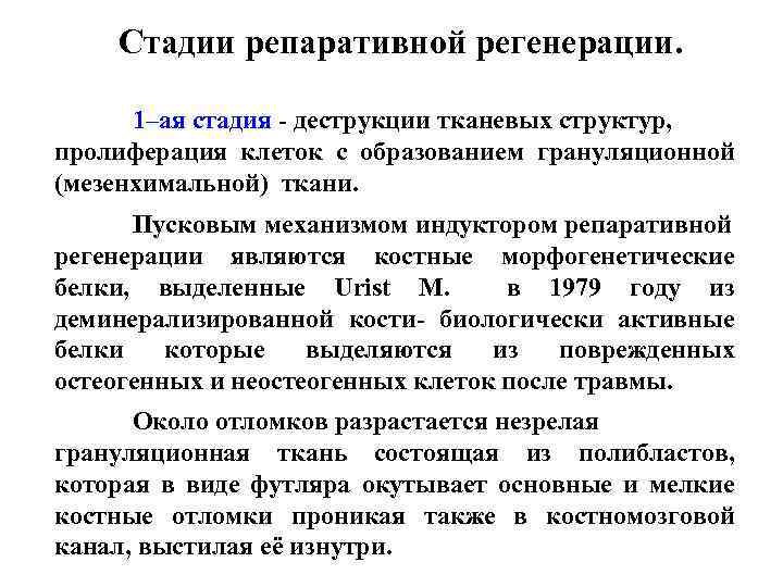 Стадии репаративной регенерации. 1–ая стадия - деструкции тканевых структур, пролиферация клеток с образованием грануляционной