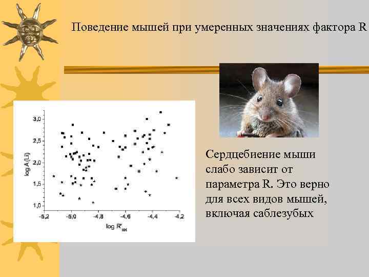 Поведение мышей при умеренных значениях фактора R Сердцебиение мыши слабо зависит от параметра R.