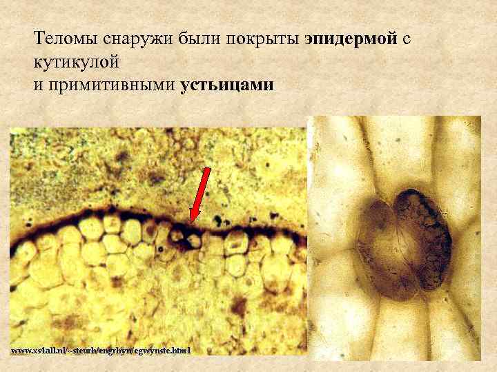 Теломы снаружи были покрыты эпидермой с кутикулой и примитивными устьицами 