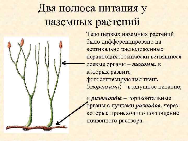 Два полюса питания у наземных растений Тело первых наземных растений было дифференцировано на вертикально