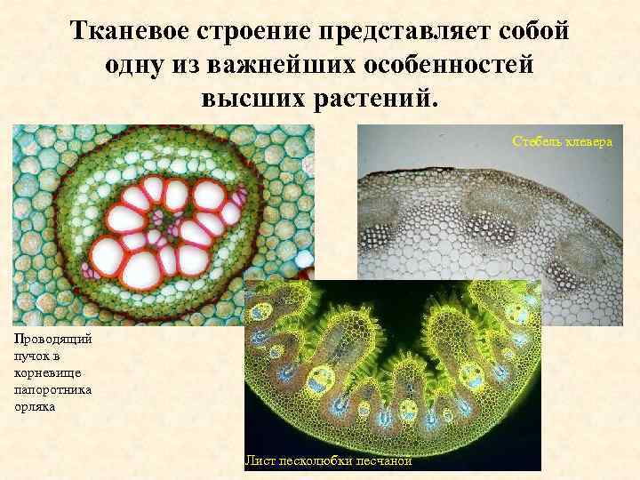 Тканевое строение представляет собой одну из важнейших особенностей высших растений. Стебель клевера Проводящий пучок