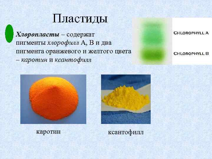 Пластиды Хлоропласты – содержат пигменты хлорофилл А, В и два пигмента оранжевого и желтого