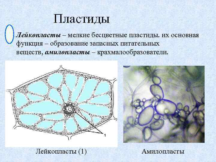 Пластиды Лейкопласты – мелкие бесцветные пластиды. их основная функция – образование запасных питательных веществ,