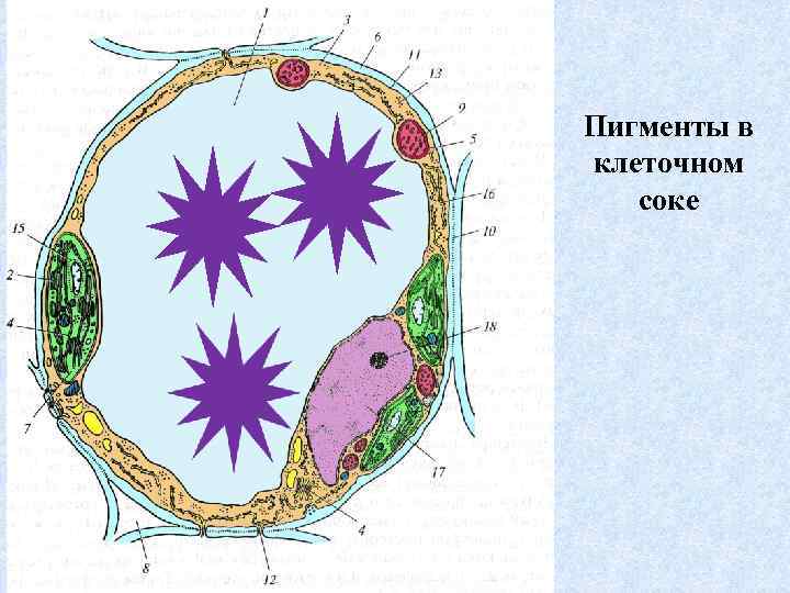 Пигменты в клеточном соке 