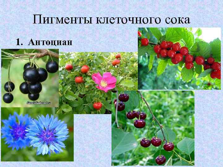 Пигменты клеточного сока 1. Антоциан 