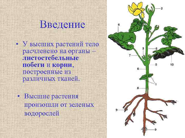 Введение • У высших растений тело расчленено на органы – листостебельные побеги и корни,