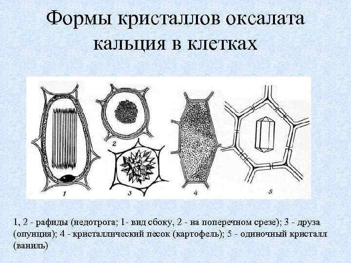 Формы кристаллов оксалата кальция в клетках 1, 2 - рафиды (недотрога; 1 - вид