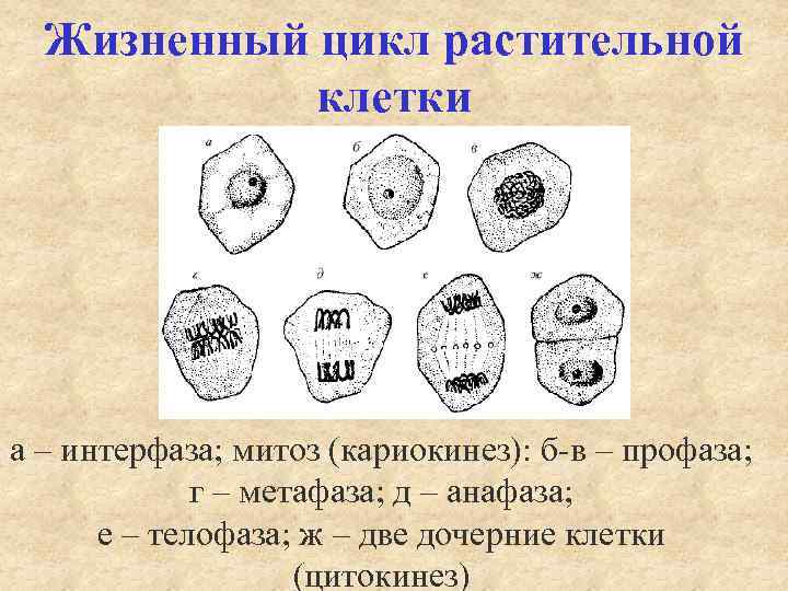 Жизненный цикл растительной клетки а – интерфаза; митоз (кариокинез): б-в – профаза; г –