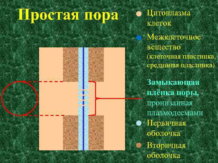 Простая пора Цитоплазма клеток Межклеточное вещество (клеточная пластинка, срединная пластинка) Замыкающая плёнка поры, пронизанная