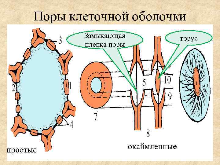 Поры клеточной оболочки Замыкающая пленка поры торус простые окаймленные 