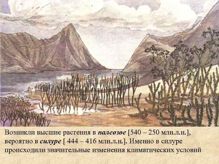 Возникли высшие растения в палеозое [540 – 250 млн. л. н. ], вероятно в