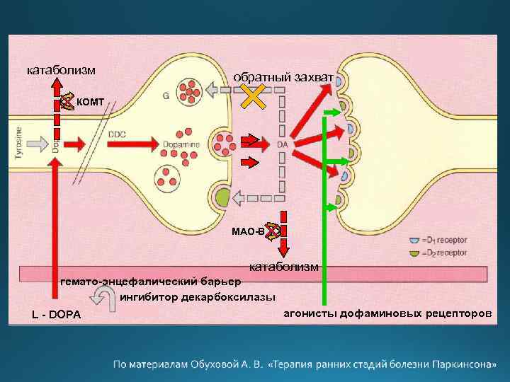 катаболизм обратный захват КОМТ МАО-В катаболизм гемато-энцефалический барьер ингибитор декарбоксилазы L - DOPA агонисты