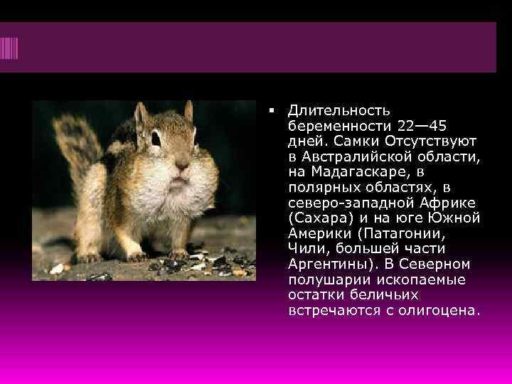  Длительность беременности 22— 45 дней. Самки Отсутствуют в Австралийской области, на Мадагаскаре, в