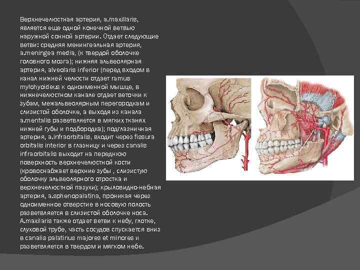 Верхнечелюстная артерия презентация