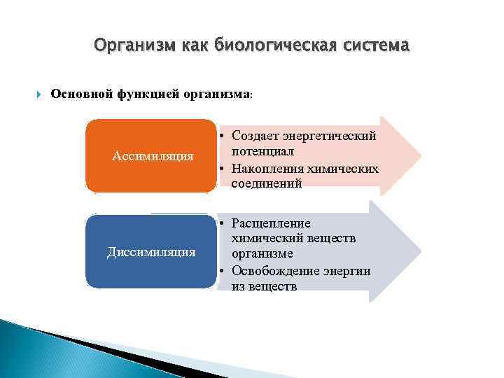 Организм как биологическая система Основной функцией организма: Ассимиляция • Создает энергетический потенциал • Накопления